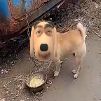 炫狗盒app下载官网